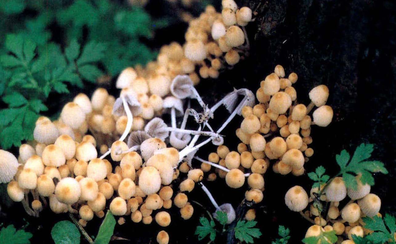 Coprinus miser Karst.